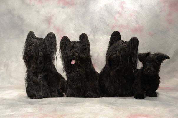 Skyeterrier Raskompendium för Svenska