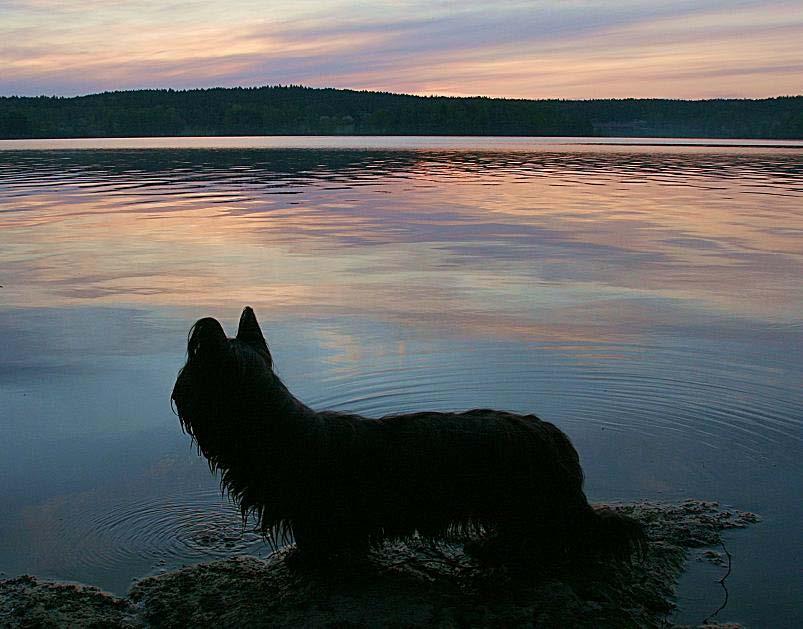 Raskompendium Skyeterrier Ursprungsland: Skottland