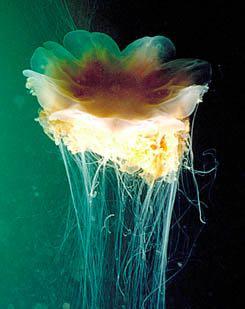 FYLUM NÄSSELDJUR (CNIDARIA) Hydrozoer De flesta arterna är kolonibildande,