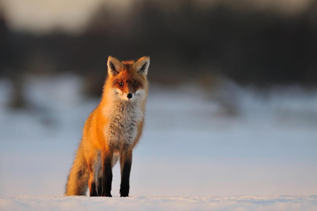 Antal Avskjutning rödräv Dalarnas län 2017/2018 Foto: mostphotos Avskjutningen på rödräv varierar ganska mycket mellan åren men sett över en längre tid ligger det på en relativt jämn