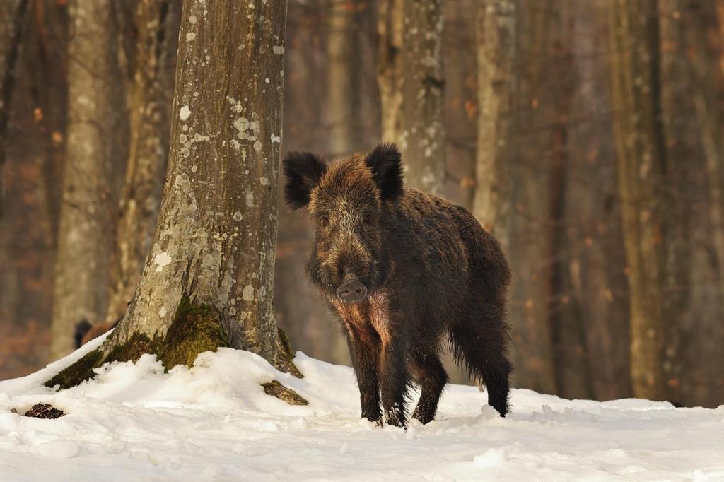 Avskjutning vildsvin Dalarnas län 2017/2018 Foto: Mostphotos Vildsvinsavskjutningen fortsätter att öka i Dalarna, säsongen 2017/2018 sköts ungefär 886 individer.