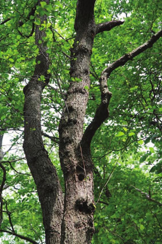 Wiktander, U. 1998. Reproduction and survival in the lesser spotted woodpecker. Effects of life history, mating system and age. Doktorsavhandling, Lunds universitet. Wiklander, U., Olsson, O.