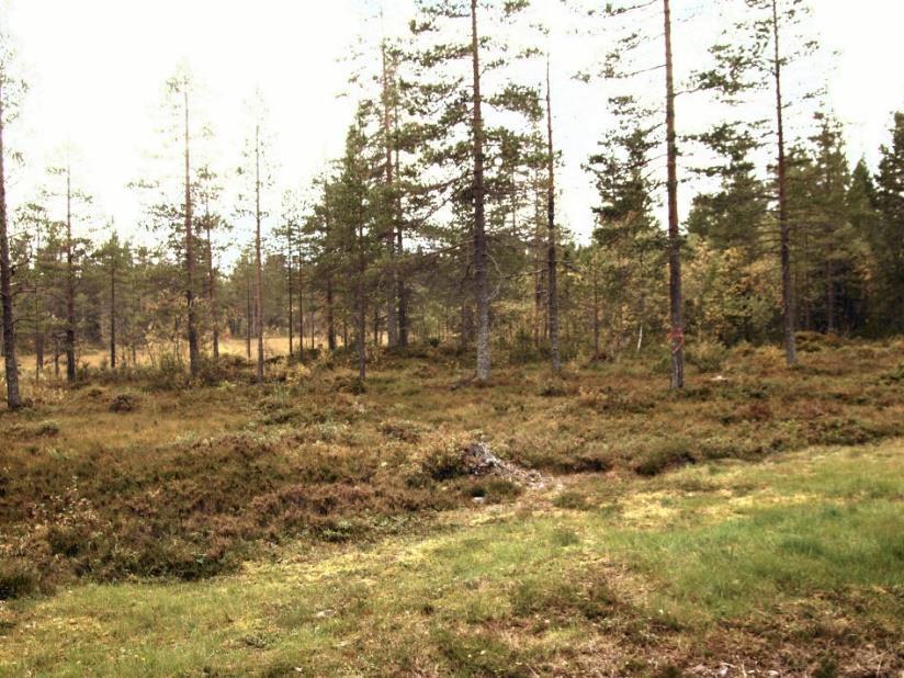 Martebäcken, rinner genom området. Berörda myrar har tämligen bördig flora med inslag av högstarrtyper och gräsull. En äldre vinterväg är huggen genom områdets norra del.