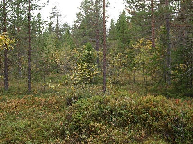 exploatering behöver ta stor hänsyn till bäcken för att undvika läckage av partiklar, föroreningar eller näringsämnen.