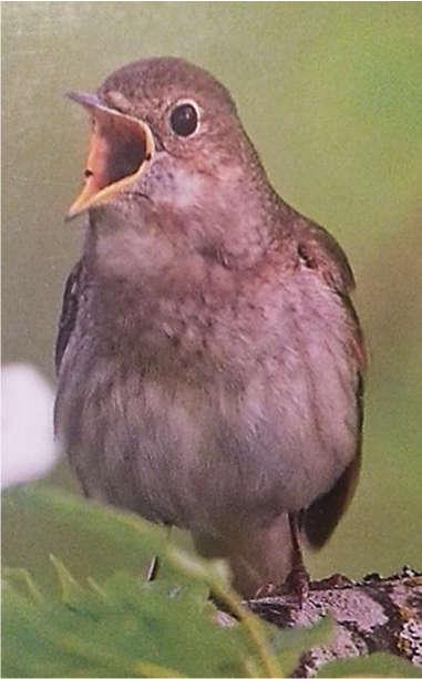 Najtingalo (Luscinia luscinia) Malgranda turdosimila birdo kiu estas 16,5 centimetra. La birdo estas brungrizkolora sur la kapo, nuko kaj dorso dum la vostplumo estas rustkolora.