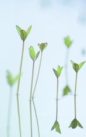 Frågor och svar Var installerar jag min Eco Herb Duo? Produkten ska installeras inomhus. Lämplig temperatur: 16 till 24 grader. Lämplig luftfuktighet: 60%.