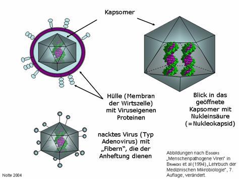 Virus uppbyggnad 1. Genetiskt material: RNA eller DNA 2.