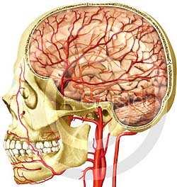Avsnitt Uppbyggnad och funktion av nervsystemet Nervceller och gliaceller Centrala och perifera