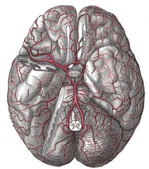 syre, ffa nervceller Konstant blodflöde: Autoregulation Hjärnan försörjs av två par arteriella kärl: