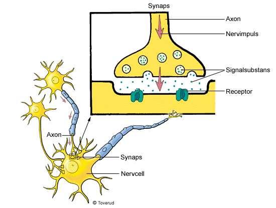 Nervcellen tar emot signal från synapser på dendriten. 2.