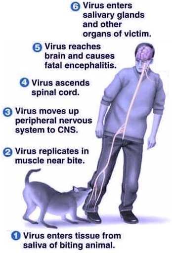Rabies/Lyssa/Vattuskräck Överförs till människan av smittade djur Virus vandrar till CNS längs axoner och orsaker