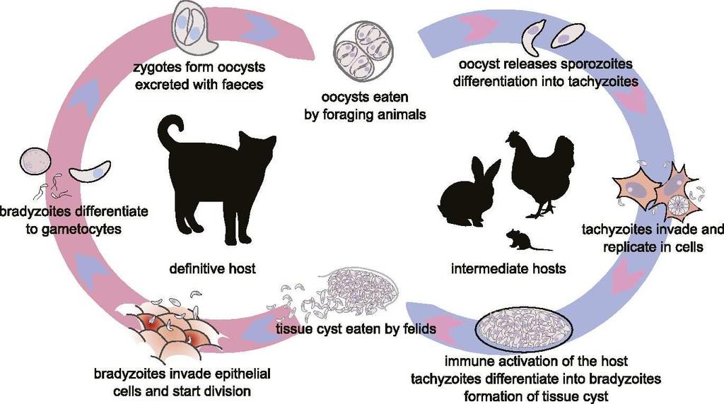Toxoplasmos: Toxoplasma livscykel Toxoplasma gondii: Encellig parasit Katten är värddjur: sexuell reproduktion