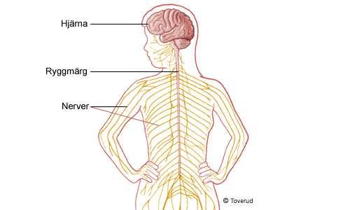 Avsnitt Uppbyggnad och funktion av nervsystemet Nervceller och gliaceller Centrala och perifera nervsystemet Hjärnhinnor Blodförsörjning av hjärnan Nervsystemet Indelning av nervsystemet: Centralt