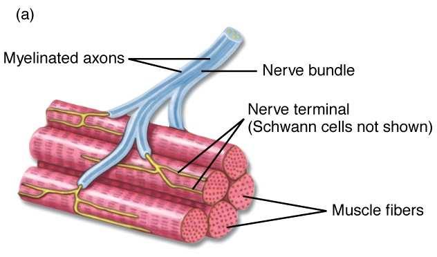 stödjeceller Ganglion: Nervcellkroppar och synapser, stödjeceller Riktining av nervimpulsen Utåtledande (från CNS): Rörelse etc Inåtledande (mot CNS): Känsel etc Vanliga nerver har både inåt- och