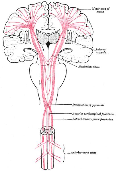 Pyramidala systemet Finmotorik Ursprung: Primära motoriska barken (övre motorneuron) Ledningsbanor korsar i hjärnan: Vänster hjärnan försörjer höger kroppshalvan Höger hjärnan försörjer vänster