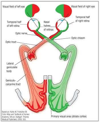 Nervsystemet indelas i två system: Centrala nervsystemet (omgiven av hjärnhinnor) Ryggmärg: Reflexer Hjärna: Metvetande, språk, rörelse Grå och vit substans: Grå substans: Nervcellkroppar och