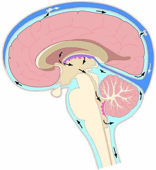 Avsnitt Uppbyggnad och funktion av nervsystemet Nervceller och gliaceller Centrala och perifera nervsystemet Hjärnhinnor Blodförsörjning av hjärnan Hjärnhinnor (meninger) och cerebrospinalvätska