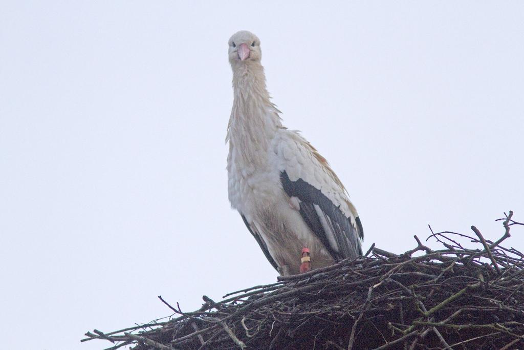 5 Flyinge kungsgård till vår glädje satt ett 50-tal vita storkar i bon på taken eller på andra upphöjda platser, några flög över våra huvuden.