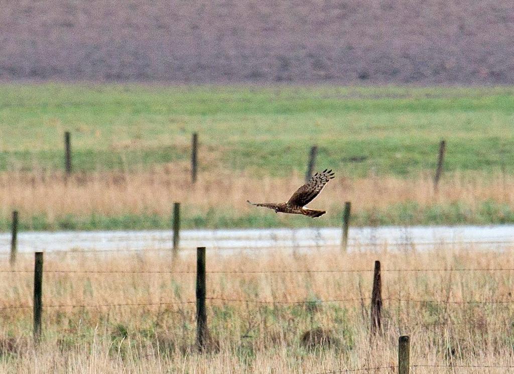 8 Blå kärrhökshona på jakt efter mat nära kornsparvarna vid Hammar. Foto: Monica Ahlberg Hammar en flock om minst 50 kornsparvar rörde sig mellan raden av hamlade pilar och träddungar längre åt öster.