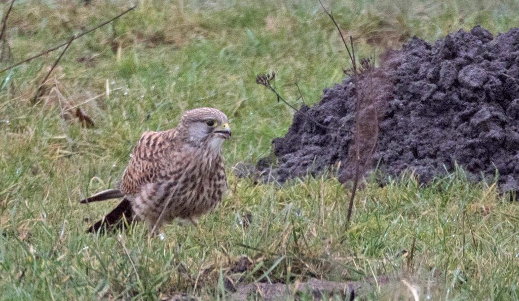 9 Tornfalken siktades invid vägen och kunde foograferas från bussen. Foto: Karin Hendahl.