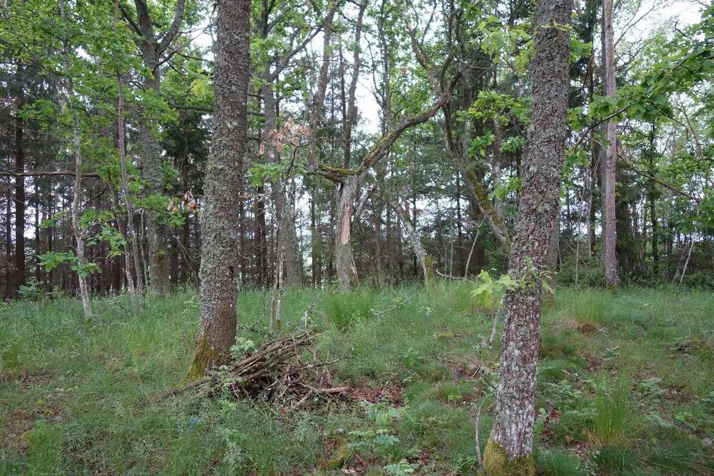 Figur 7. Halvöppen mark med granplantering i bakgrunden.