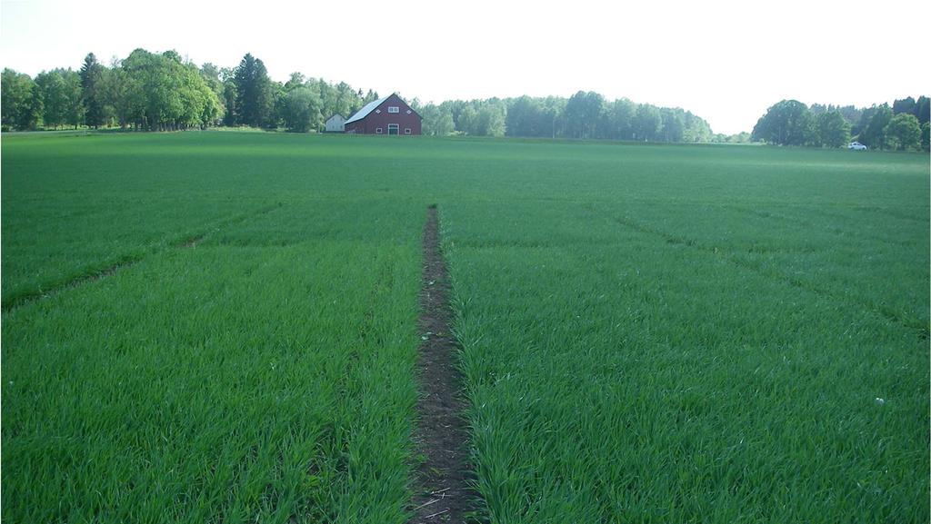 N-skörd i 0 N = 90 kg /ha