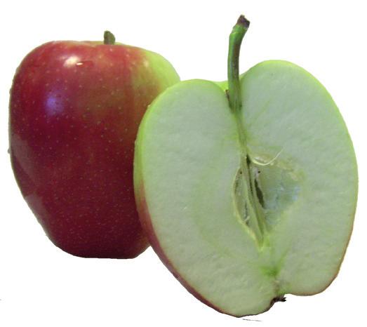 Sorten är en korsning mellan McIntosh och Golden Delicious som gjordes i Kanada 1964 och därmed tillhör äpplet de yngre sorterna som odlas i Sverige.