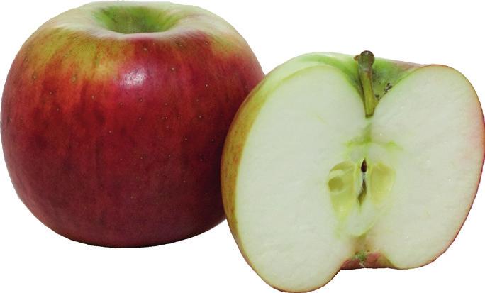 Äpplet är stort, regelbundet runt, något plattrunt. Ljust gröngul bottenfärg med mörkröd, något strimmig täckfärg. Helt röda typer förekommer också.