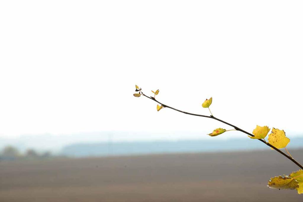 Den lokala församlingen i en större pastoral helhet det finns många fördelar med att låta två mindre församlingar bli en större.