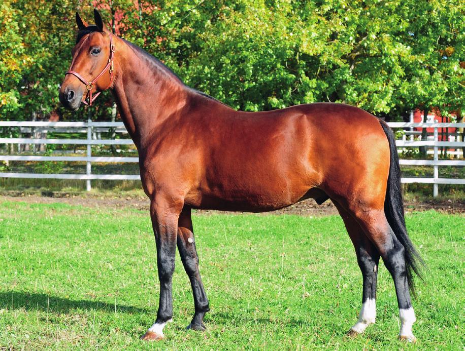 Avelsindex 110 (0,96) Värdeomdöme C SJUFALDIG MILJONÄR! Going Kronos blev championhingst med sin första 3-åringskull född 2010. Sju av dem har blivit miljonärer och en är sjufaldig miljonär!