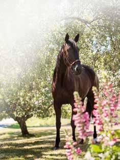 000.000 hingst Maharajah-Pantholop Antilop Kolgjini Musle Mill-igmarole 900.000 sto 9 Asurd* oke Fae-Iona L sto 0 Thath Her Fae fyra (udisha, * dast tävlingsrätt.