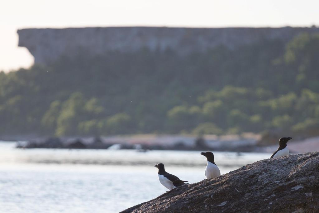 På Stora Karlsö får vi närkontakt med både tordmule (bilden) och sillgrissla. Foto: Jim Sundberg Dag 6: Heldag på Stora Karlsö. Efter frukost i Klintehamn tar vi morgonbåten ut till Stora Karlsö.