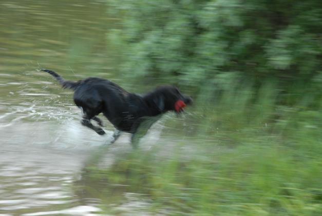 APPORTERING Apportera på land, i vatten och släpspår. Hunden skall vara grunddresserad. Instruktör: Carl von Essen. Plats: Öster Malma, Allén, gräsplanen och hundbadplatsen. Tider: Klockan 18.00.