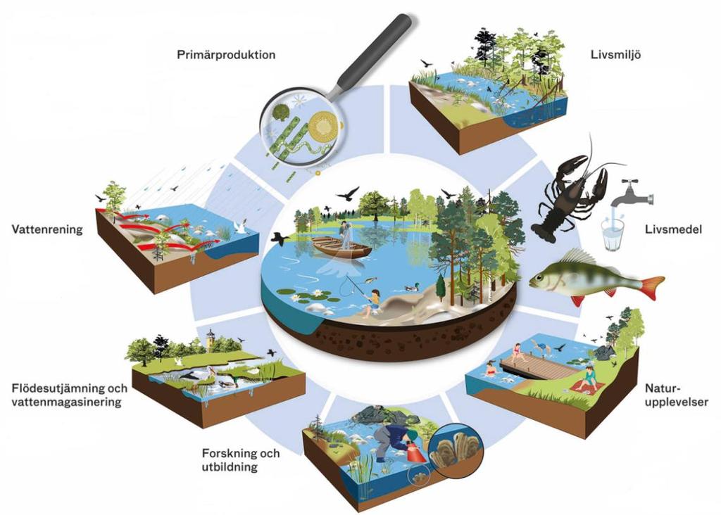 Under etapp 5 har informationsmaterial (folder och roll-up) tagits fram som beskriver ekosystemtjänster i allmänhet och associerade till våtmarker i synnerhet.