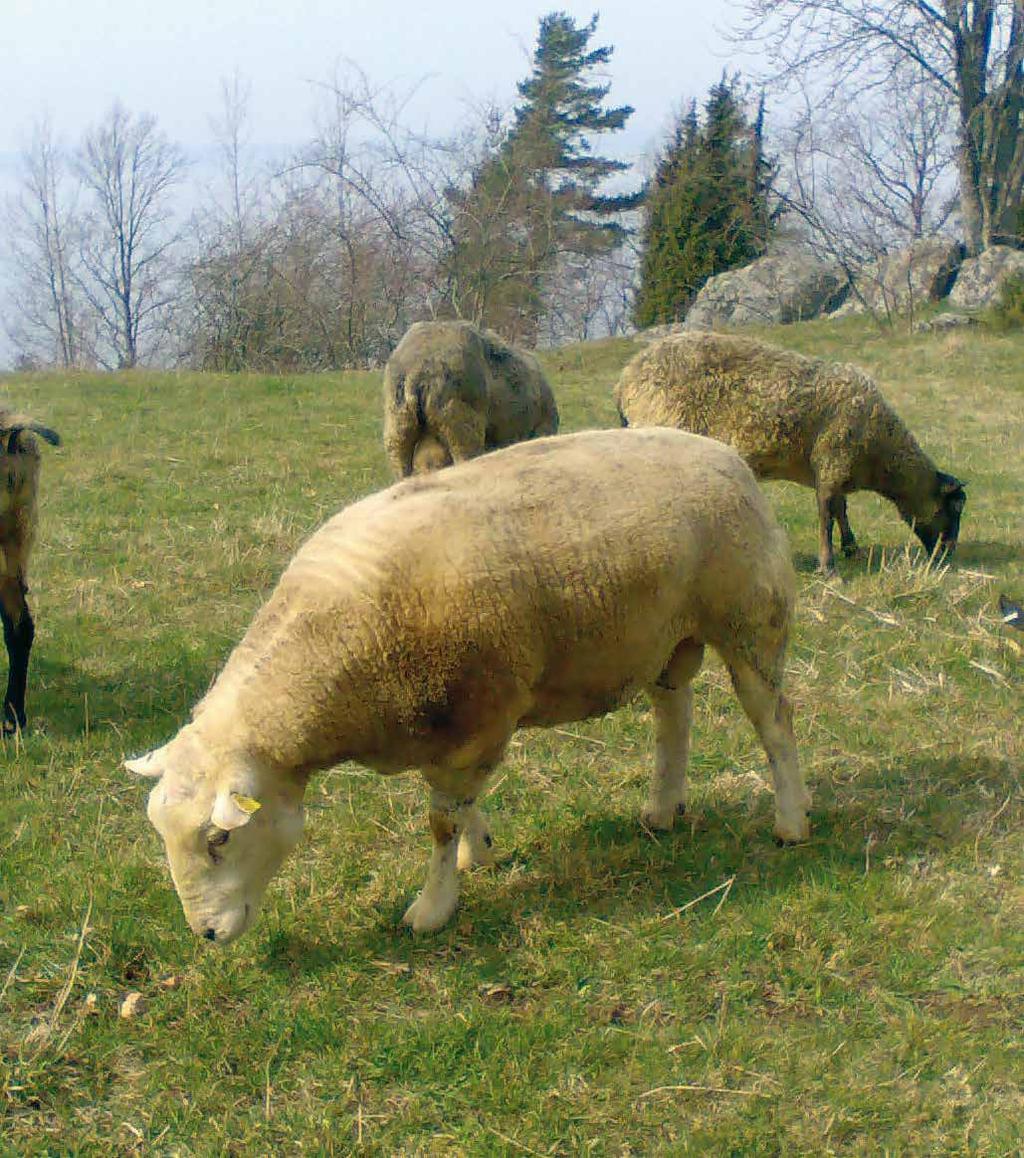 Viktigast är att sträva efter parasitfria bet en vid betes släpp samt när lammen skiljs från tackorna, för just då är lammen mest känsliga för angrepp.