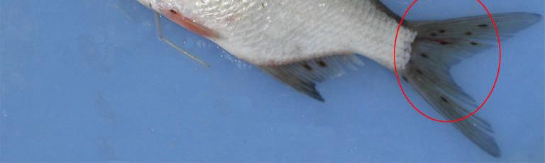 Såsm i Kalvfjärden ch Ällmrafjärden upptäcktes svarta prickar på vitfisk dck i mindre mfattning. Sannlikt så är prickkarna förrsakade av samma sugmask sm tidigare undersökts. Se bild ch text nedan.