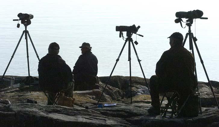 Skådning vid Korsholmsudden i maj. Foto: Leif Larsson. Korsholmen Korholmsudden utgörs av en ö som genom landhöjningen införlivats med land.