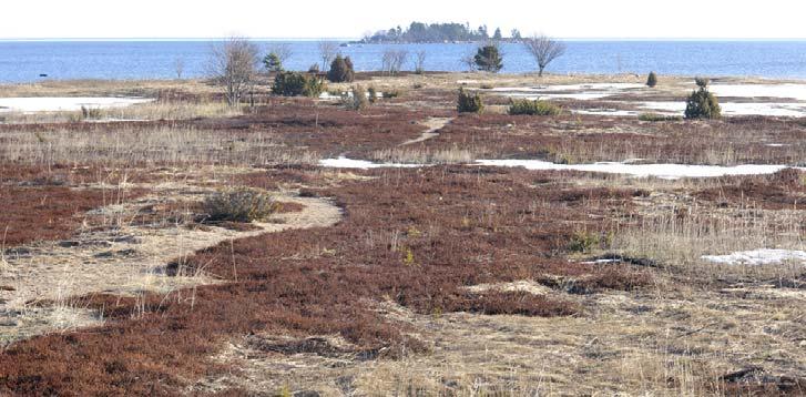 Stenö Den aktuella uven som unge 1988. Stenö utgörs av en flack och hårt svallad sandrygg med långgrunda sandstränder som blottläggs vid lågvatten.