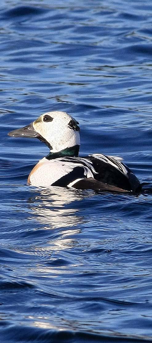 vänster sida om fiskeläget. Det finns flera vandringsleder inom området som leder till bra obsplatser. Lövsalen: från Arnöviken åker man mot Kuggören.