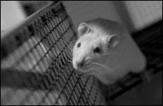 läkemedel och kemikalier Många råttmodeller av mänskliga