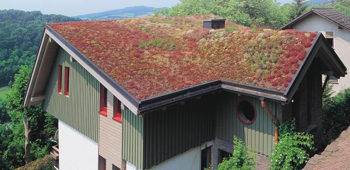 rotskydd, för takplantering Takplantering Bauder Gröntak-
