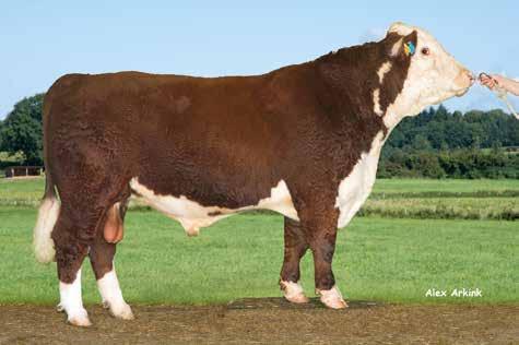 VB Excellent Seminkod 3-7144 Hornstatus: A Hamras Excellent F: Triara Xcelorator M: 112 Hamras Ms Nylon FF: Triara Unleashed FM: Bet-An Nanette MF: Harvie Dan Ricochet MM: Harvie Ms Nylon ET 34R