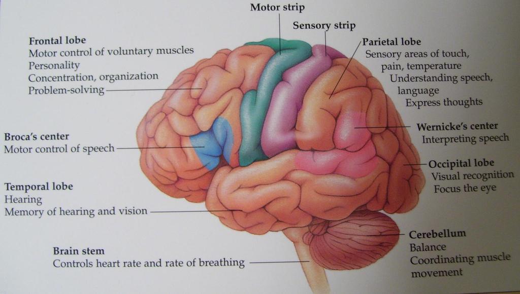 Olika delar av hjärnan har olika funktion men.