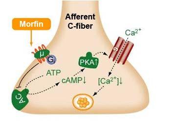 Opioider verkningsmekanism Opioider verkar på två ställen: En