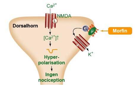 opioidreceptorer Postsynaptisk hyperpolarisation som leder