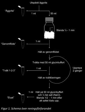 Nu binder det positivt laddade lysozymet till det negativt laddade kaffefiltret 4. Spara ca 1 ml av äggvitan som kommit i kontakt med kaffefiltret i ett eppendorfrör. Märk med GF för genomflöde. 5.