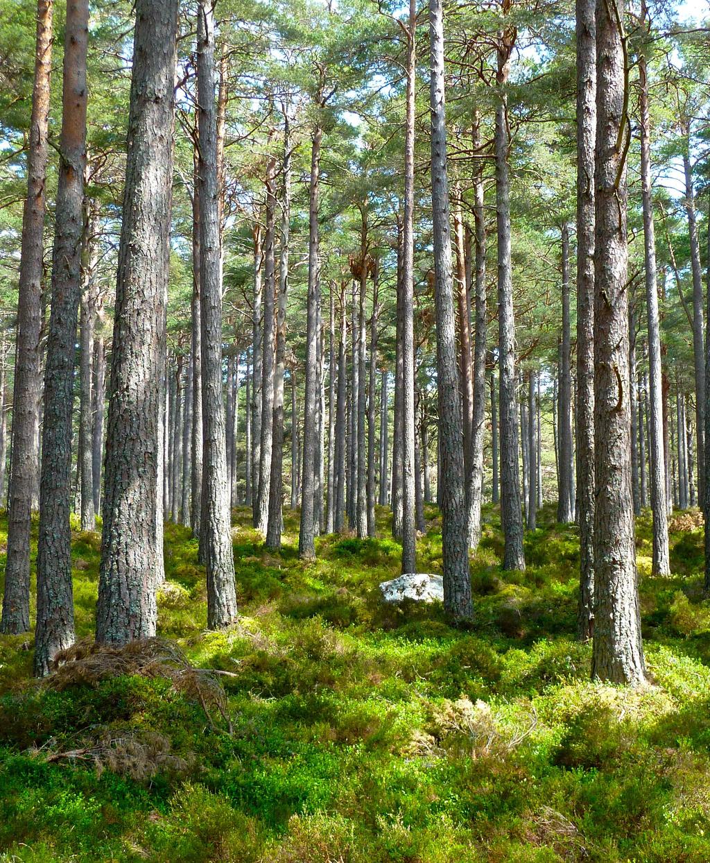 Koldioxidindikatorer 2017 2016 2015 2014 2013 Det absoluta koldioxidavtrycket motsvarande ägd andel av bolagets sammanlagda utsläpp (miljoner tco2e)1 2,35 2,60 2,45 2,80 3,28 Koldioxidintensitet, där