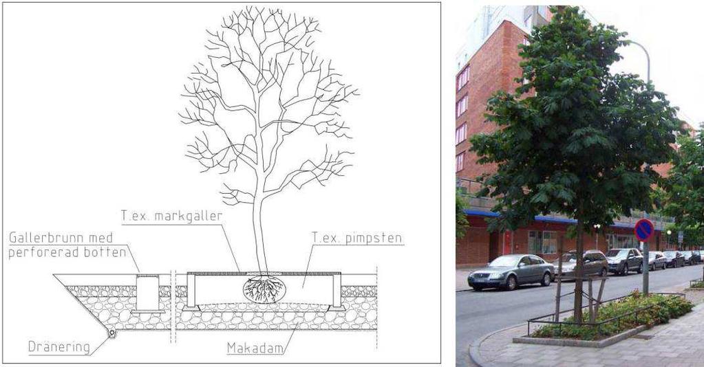 Träd planterat i skelettjord får både luft och näring (Bildkälla: Växtbäddar