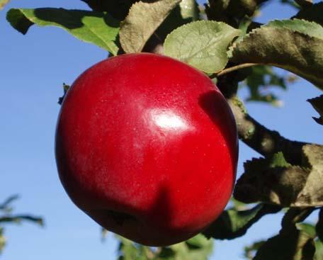 apple seedlings at Balsgård av Birgitta Sandberg Fakulteten för