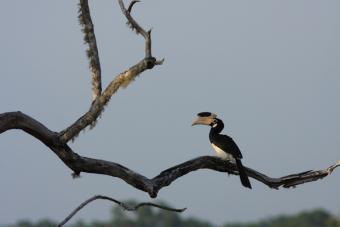 Jag hittade en Black-necked Stork i ett våtare område, det var en av de mer sällsynta arterna för Sri Lanka vi såg under resan så det gjorde även Saman glad.